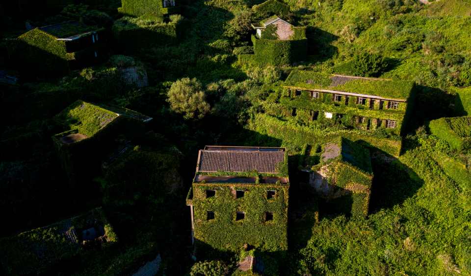 Overgrown vines and trees have reclaimed the area