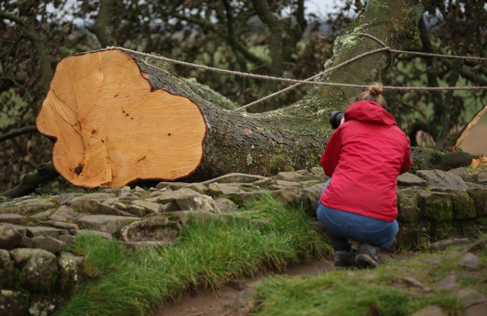 Three theories as to the tree’s fate have come into the running