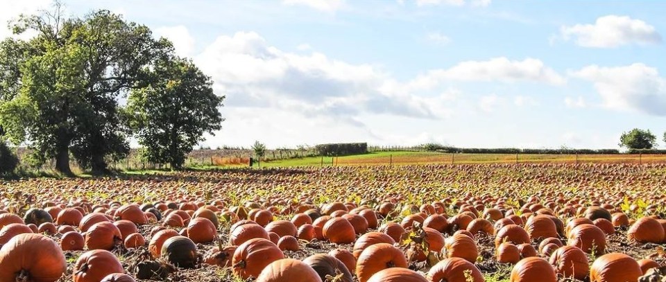 Maxeys Farm is the place to go if you’re looking for the quirkiest collection of pumpkins for a spooky display