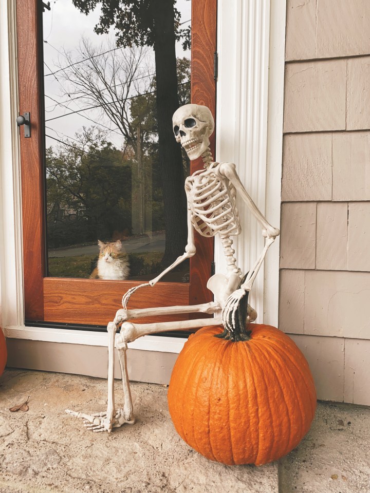 Calico cat looking at a Halloween skeleton sitting outside the door of a residential home.