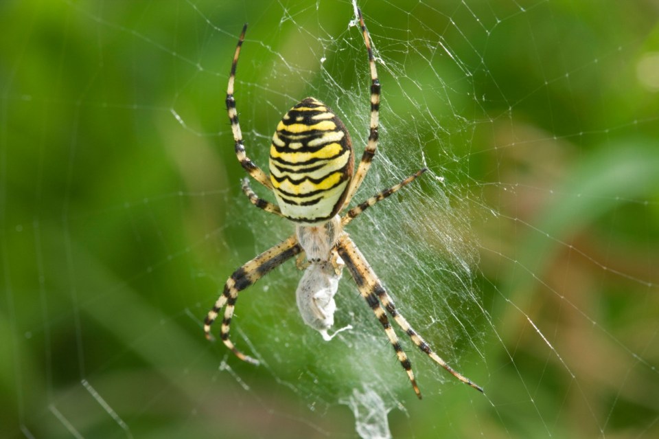  The Wasp Spider is known for her wasp like appearance