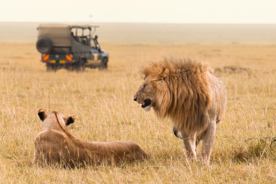 African lion couple and safari jeep in the Masai Mara in Kenya.