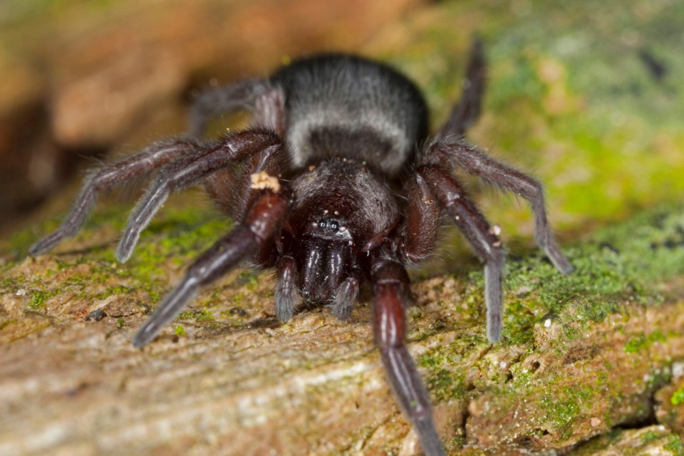  Mouse Spider are not a real threat