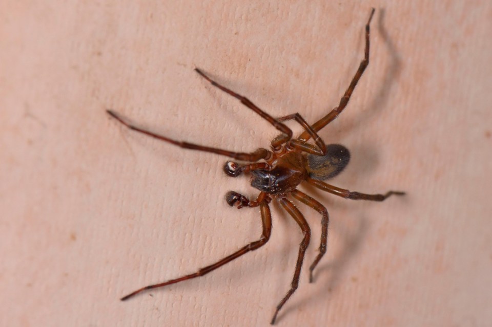  Black lace-weaver spider is very venomous