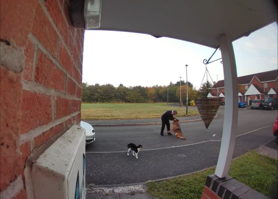 The man was seen shaking the head of a dog shortly before approaching the cat