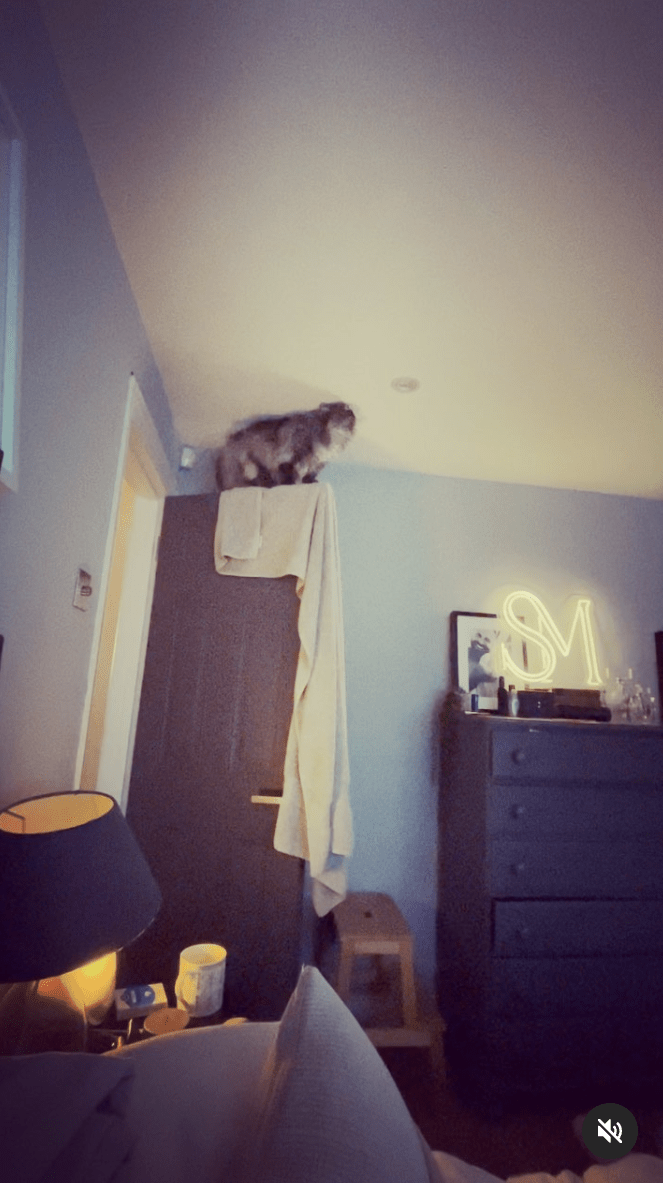 The family cat also enjoys perching on doors in their snug home