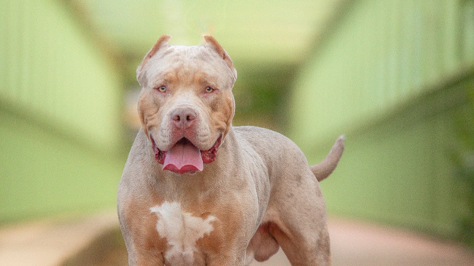 A school was forced to evacuate after an XL Bully dog mauled its owner (stock image)