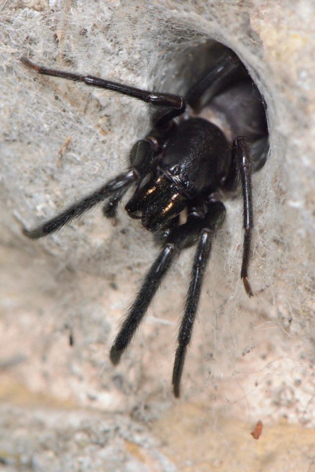 A Tube web spider also known as Segestria florentina