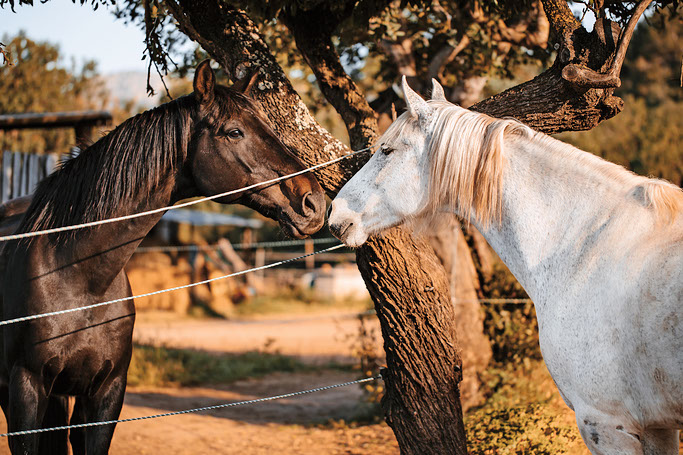 You can enjoy pony rides at Ranxo Ses Roques, just a 20 minute drive away