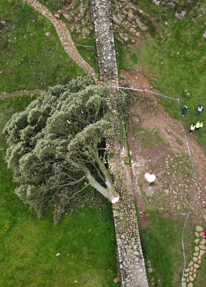 In this aerial view the ‘Sycamore Gap’ tree on Hadrian’s Wall lies on the ground leaving behind only a stump in the spot it once proudly stood