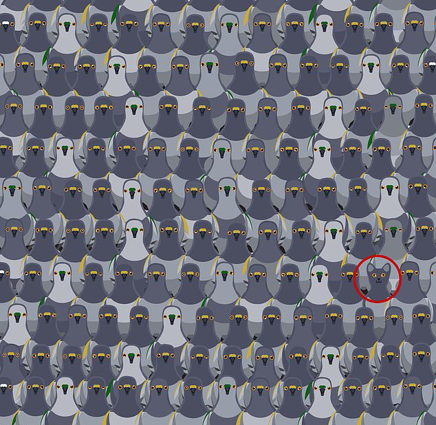 The hidden cat can be found on the right hand side of the fourth row up