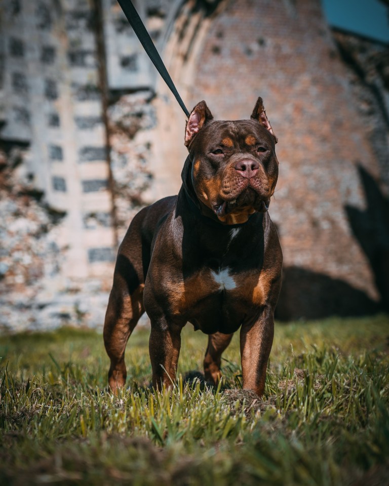 An XL Bully launched into a ferocious attack (stock image)