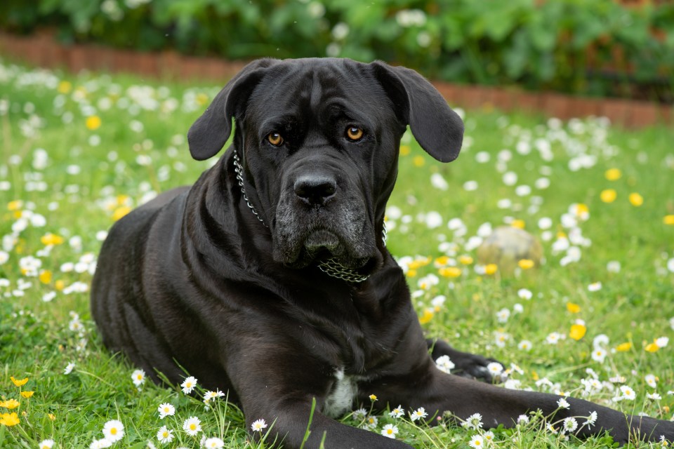 A baby is hospital after being attacked by a Cane Corso X