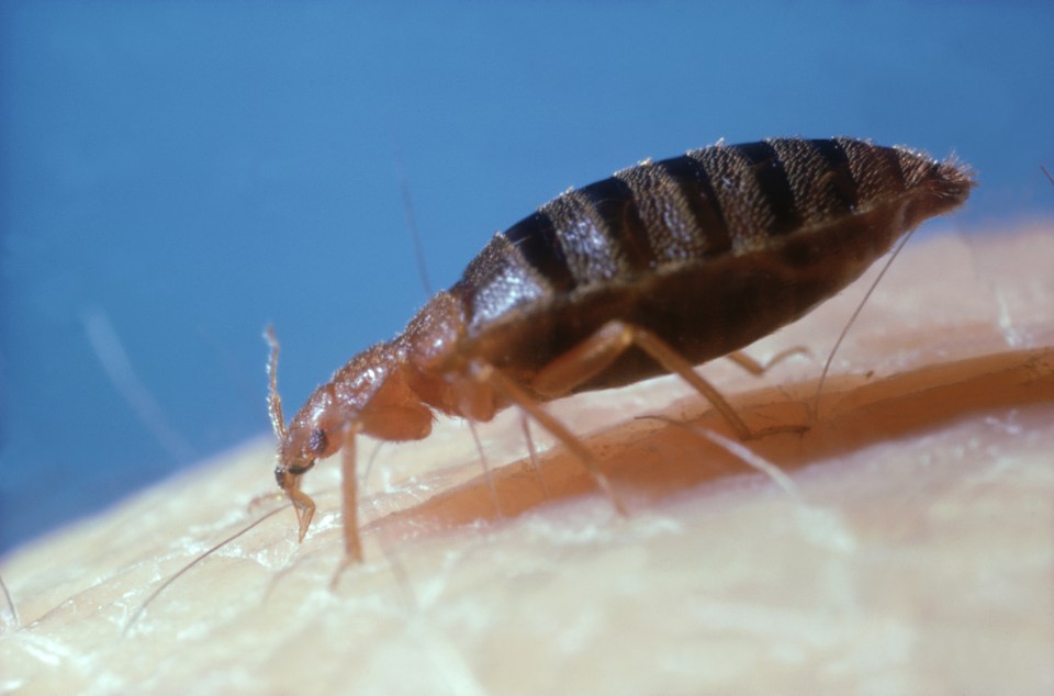 Bed bugs are around 5mm in length