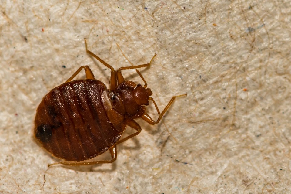 Bed bugs are rampant in Paris currently with officials warning “no one is safe”