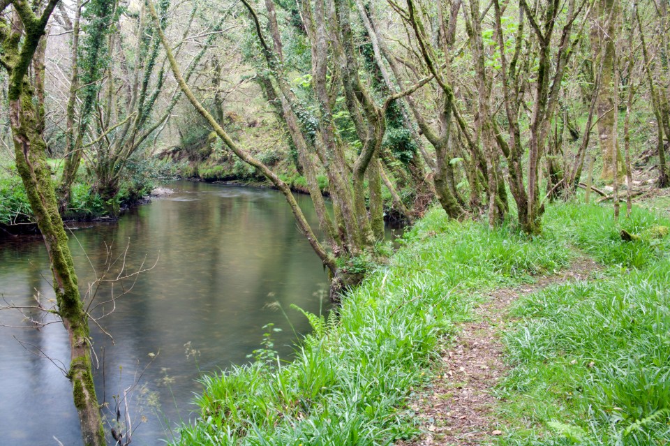 Cabilla, in Cornwall, is one of the temperature rainforests remaining in the UK