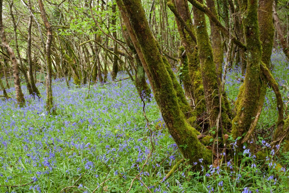 Brits may not realise that the UK is home to a number of rainforests