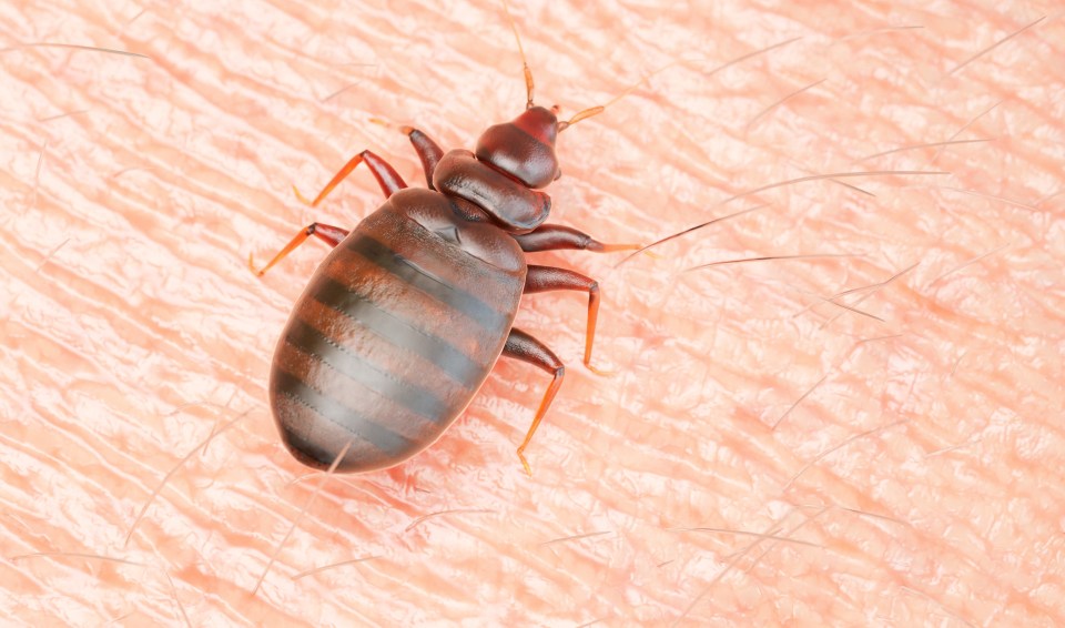 Bedbugs need a blood intake to survive and target humans and any other warm-blooded animals