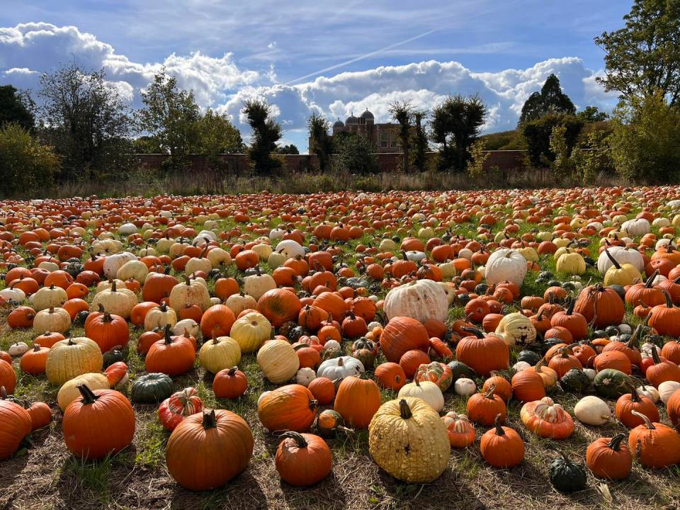 There's an impressive array of pumpkins at the patch in Doddington Hall in Lincolnshire