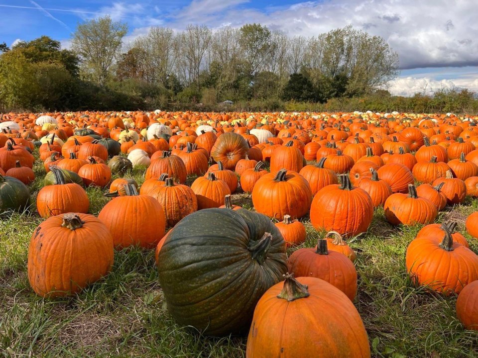 Farmers have said that pumpkins will be even bigger this year