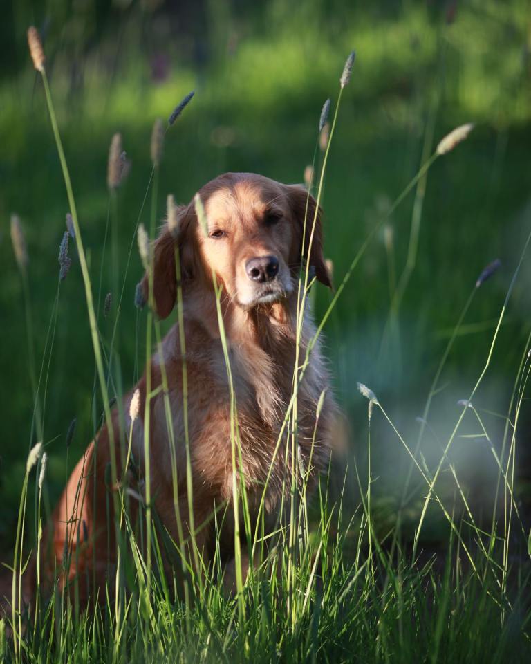 Monty posted this beautiful snap of Nell online to reveal she had passed away