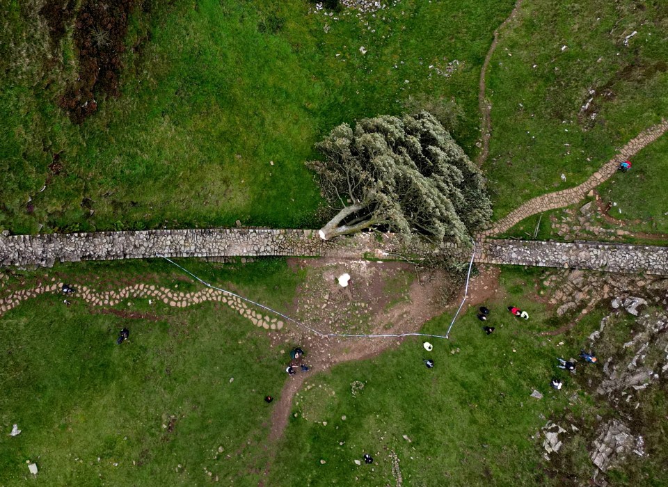 The Sycamore Gap tree next to Hadrian's Wall was sawn at the base