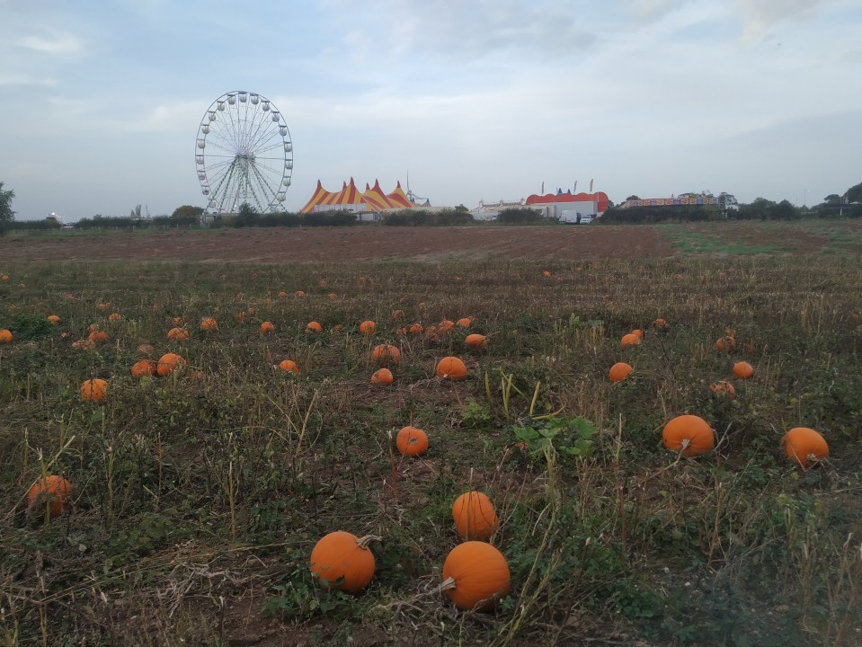 I took my kids to the biggest pumpkin farm in the UK - and was left very impressed