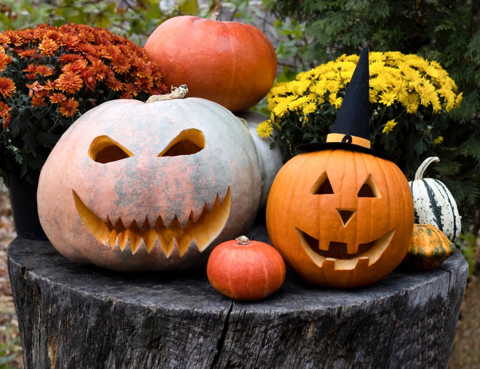 Halloween composition with decorated, carving pumpkins, witch hat