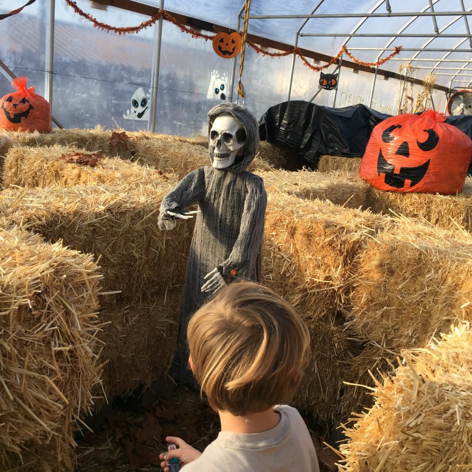 Boy looks at skeleton hanging in greenhouse / hay maze.