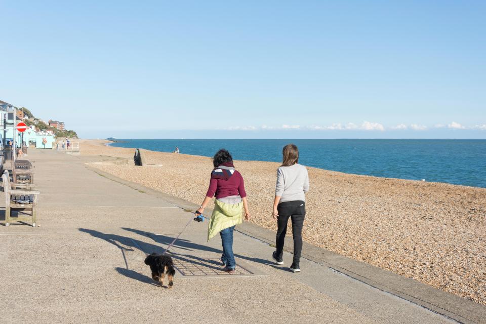 Dog bans have been lifted across beaches in the UK