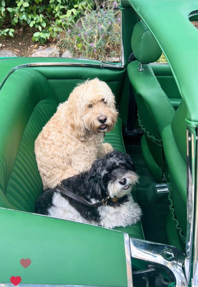 Jamie shared a snap of his iconic car with two dogs