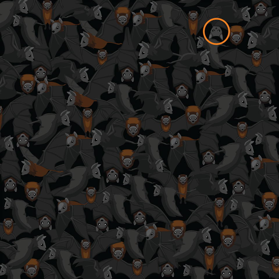 Did you manage to find the hidden cat in time?