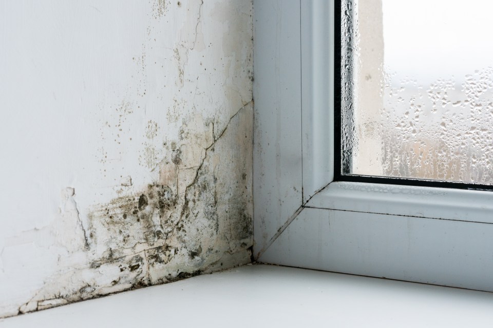 Dampness leads to mould, which can be a nightmare to get rid of in the home