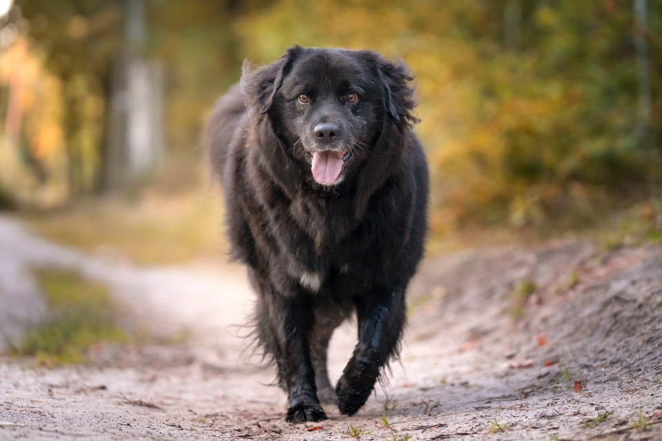 But a Newfoundland is great at deterring burglars