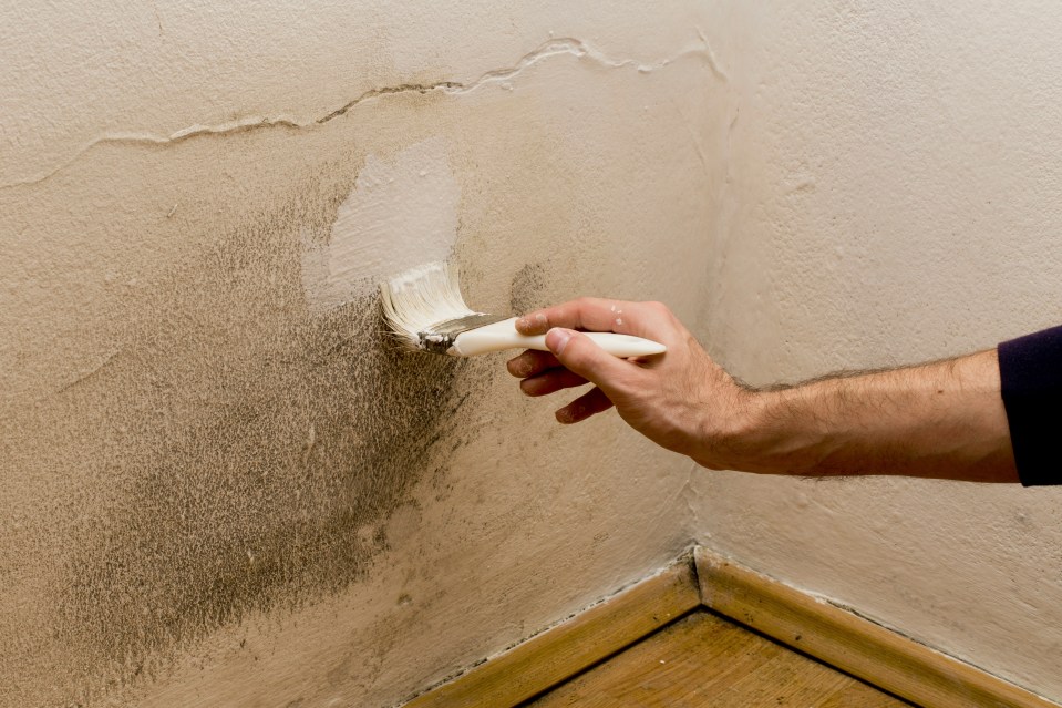 Don't try to cover black mould with paint, experts have warned