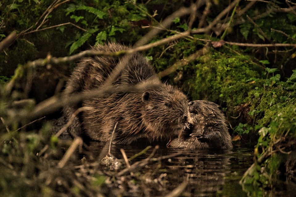 You can even go on beaver tours to follow the animals in the area