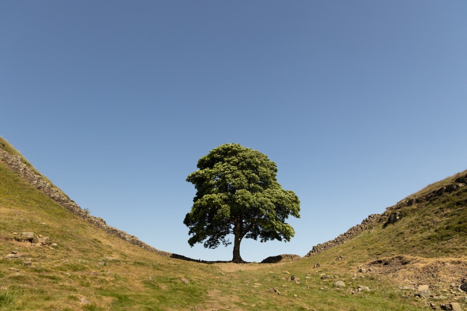 The Sycamore Gap tree pictured before it was brutally cut down