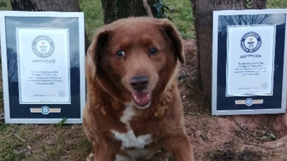 Bobi lived at a Portuguese family-run farm for his entire life