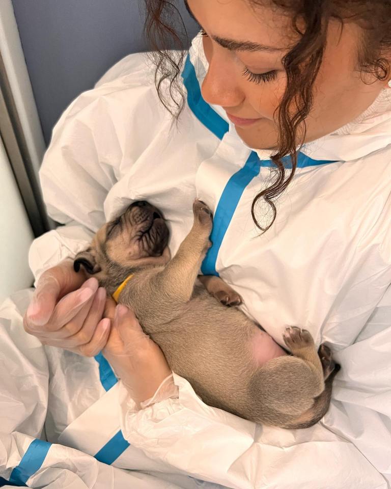 Zendaya cradles a tiny puppy after visiting Battersea Dogs and Cats Home with fellow Spider-Man star and boyfriend Tom Holland