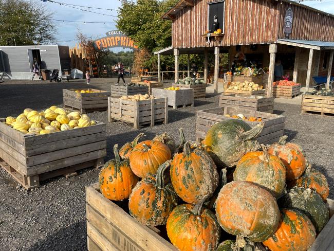 You’ll have field upon field of sprouting pumpkins to rummage through at Tulleys Pumpkins in Crawley, West Sussex