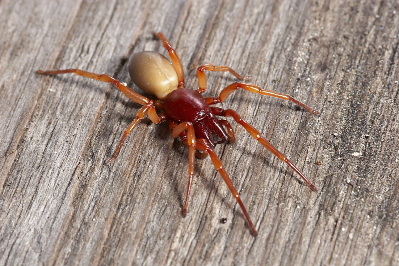  Wood Louse spider is characterised by her red colour