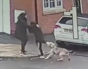 The ten-year-old boy was attacked by an XL Bully-type dog - before it went for another in Blackburn on Saturday