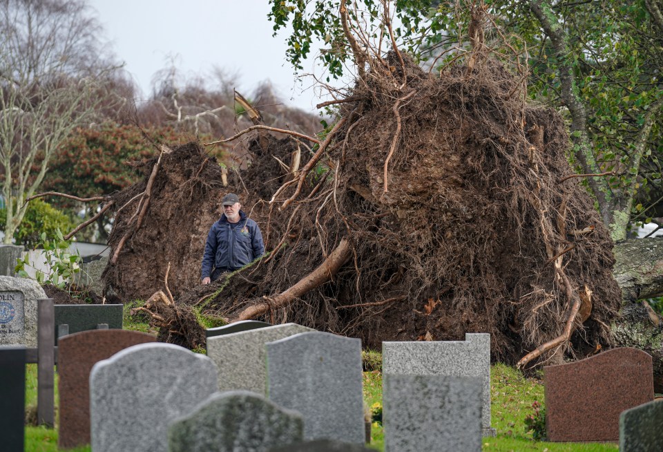 Two trees were brought down by the storm in Falmouth Cemetery, Cornwall