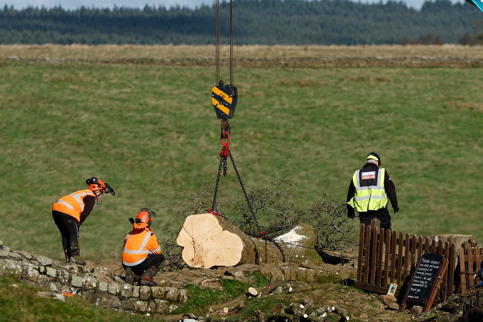 The tree was removed last month