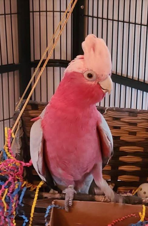 a pink parrot is sitting on a branch in a cage .