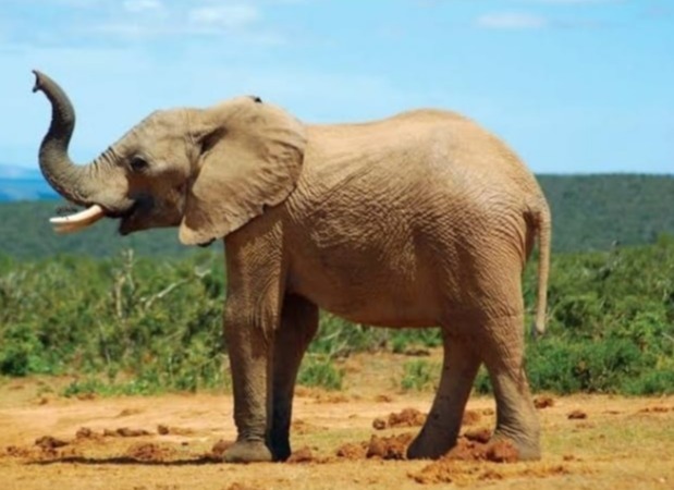 Can you spot the tiny hidden ant on the elephant's body?