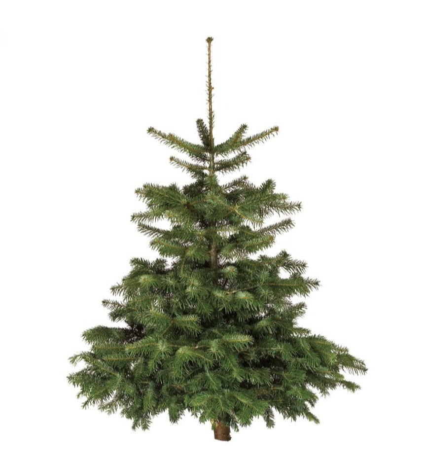 Aldi has a Nordman Fir Christmas Tree for just £16.99