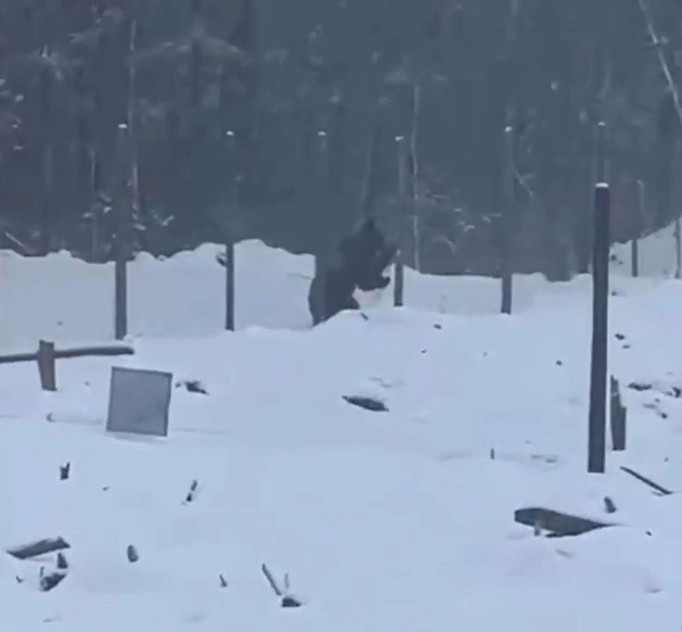 The bear scales the fence to access the gas facility in Siberia