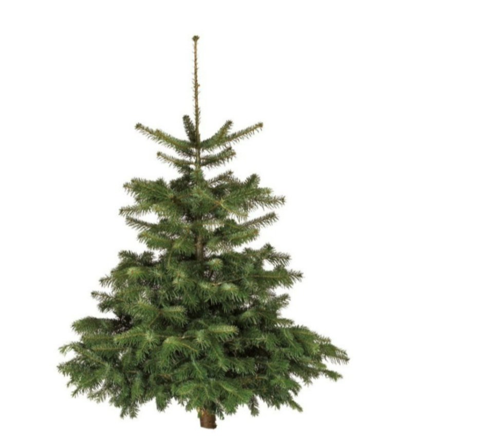 Lidl has the same offering as its fellow discounter Aldi with the Nordman Fir tree at £16.99