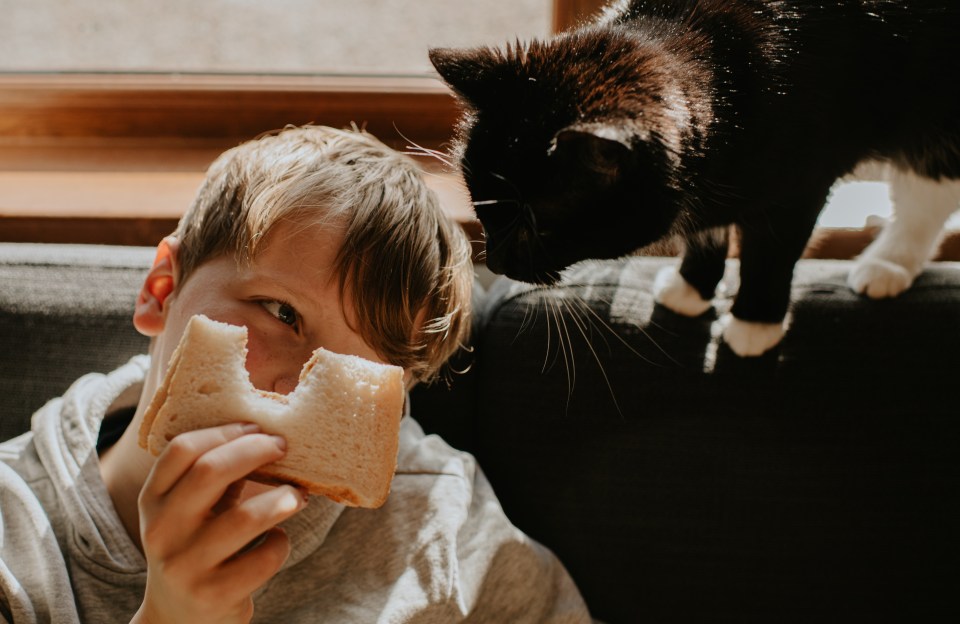 Follow my saving tips and your family will be as happy as the cat who’s got the, er, sarnie